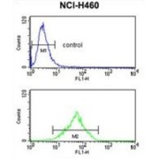 Formyl Peptide Receptor-Like 2 (FPRL2) Antibody