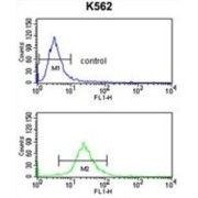 Neutral and Basic Amino Acid Transport Protein rBAT (SLC3A1) Antibody