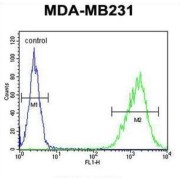 Tafazzin (TAZ) Antibody