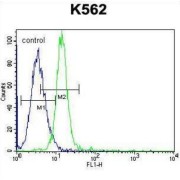 Potassium Voltage-Gated Channel Subfamily H Member 2 (KCNH2) Antibody