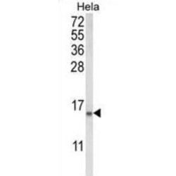 Coactosin-Like Protein (COTL1) Antibody