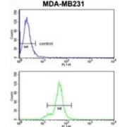 Cytoplasmic Protein NCK1 (NCK1) Antibody