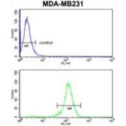 Histone-Binding Protein RBBP7 (RBBP7) Antibody