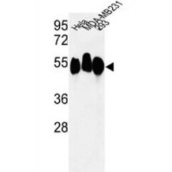 Histone-Binding Protein RBBP7 (RBBP7) Antibody