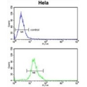 Dolichol Kinase (DOLK) Antibody