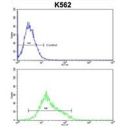 Mitofusin-2 (MFN2) Antibody