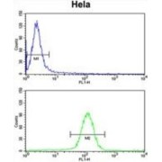 Ubiquitin Like With PHD And Ring Finger Domains 1 (UHRF1) Antibody