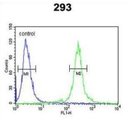 Transcription Elongation Regulator 1 Like (TCERG1L) Antibody