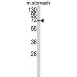 Transcription Elongation Regulator 1 Like (TCERG1L) Antibody