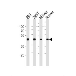 Ornithine Aminotransferase, Mitochondrial (OAT) Antibody