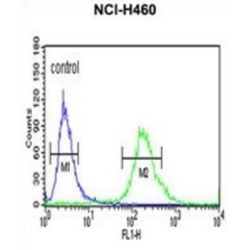 UDP-N-Acetylglucosamine Transferase Subunit ALG14 Homolog (ALG14) Antibody