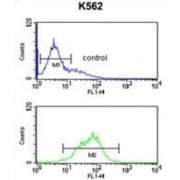 Killer Cell Immunoglobulin Like Receptor, Two Ig Domains And Long Cytoplasmic Tail 5B (KIR2DL5B) Antibody