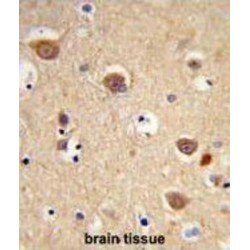 Apoptosis Inducing Factor 1, Mitochondrial (AIFM1) Antibody