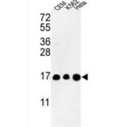 Histone H3.1t (HIST3H3) Antibody