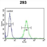 Zinc Finger Protein DZIP1 (DZIP1) Antibody