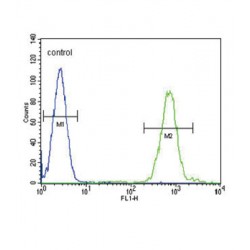 Sodium/Calcium Exchanger 1 (SLC8A1) Antibody