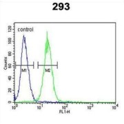 Potassium Voltage-Gated Channel Subfamily Q Member 1 (KCNQ1) Antibody