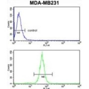 Trans Golgi Network Protein 2 (TGOLN2) Antibody