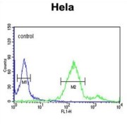 Ras-Related Protein Rab-8A (RAB8A) Antibody