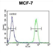 Cell Division Cycle 37 (CDC37) Antibody