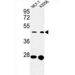 Cell Division Cycle 37 (CDC37) Antibody