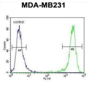 Empty Spiracles Homeobox 1 (EMX1) Antibody