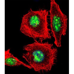 Empty Spiracles Homeobox 1 (EMX1) Antibody