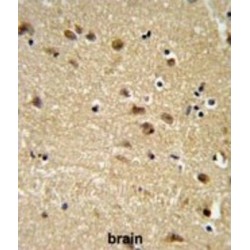 EGF Like Repeats And Discoidin I Like Domains Protein 3 (EDIL3) Antibody