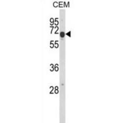 EGF Like Repeats And Discoidin I Like Domains Protein 3 (EDIL3) Antibody