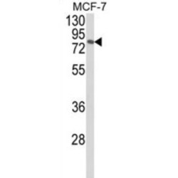 C-Jun-Amino-Terminal Kinase-Interacting Protein 1 / JIP1 (MAPK8IP1) Antibody