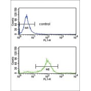 Secreted Frizzled Related Protein 1 (SFRP1) Antibody