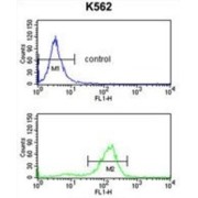 L-Serine Dehydratase/L-Threonine Deaminase (SDS) Antibody