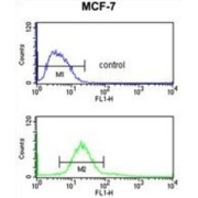 CDP-Diacylglycerol-Inositol 3-Phosphatidyltransferase (CDIPT) Antibody