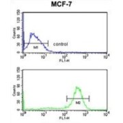 Chondroitin Polymerizing Factor (CHPF) Antibody