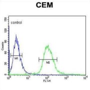 Ubiquitously Transcribed Tetratricopeptide Repeat Containing, Y-Linked (UTY) Antibody