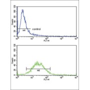 Colony Stimulating Factor Receptor, Granulocyte (CSF3R) Antibody