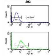 Cell Division Cycle 14B (CDC14B) Antibody