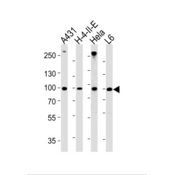 HSPCB Antibody