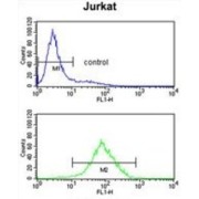 Protein Phosphatase 1H (PPM1H) Antibody