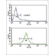 Interleukin 10 (IL10) Antibody