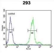 Clarin 3 (CLRN3) Antibody