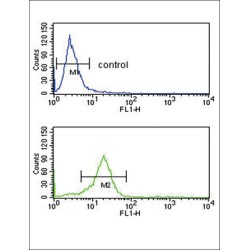 Mu-Type Opioid Receptor (OPRM1) Antibody