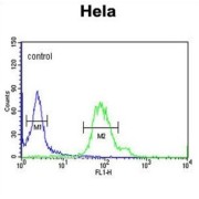 GABA-A Receptor Associated Protein Like Protein 1 (GABARAPL1) Antibody