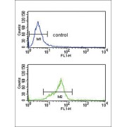 Guanine Nucleotide Binding Protein (G Protein), Alpha Activating Activity Polypeptide O (GNAO1) Antibody