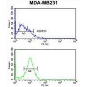 Peroxisomal Biogenesis Factor 14 (PEX14) Antibody