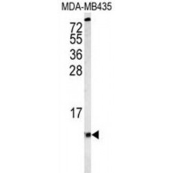 Cytochrome C Oxidase Subunit 6A1 (COX6A1) Antibody