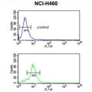 MutY Homolog (MUTYH) Antibody