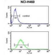 Peroxisomal Membrane Protein PMP34 (SLC25A17) Antibody