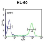 m7GpppN-mRNA Hydrolase (DCP2) Antibody