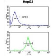 ELOVL Fatty Acid Elongase 2 (ELOVL2) Antibody